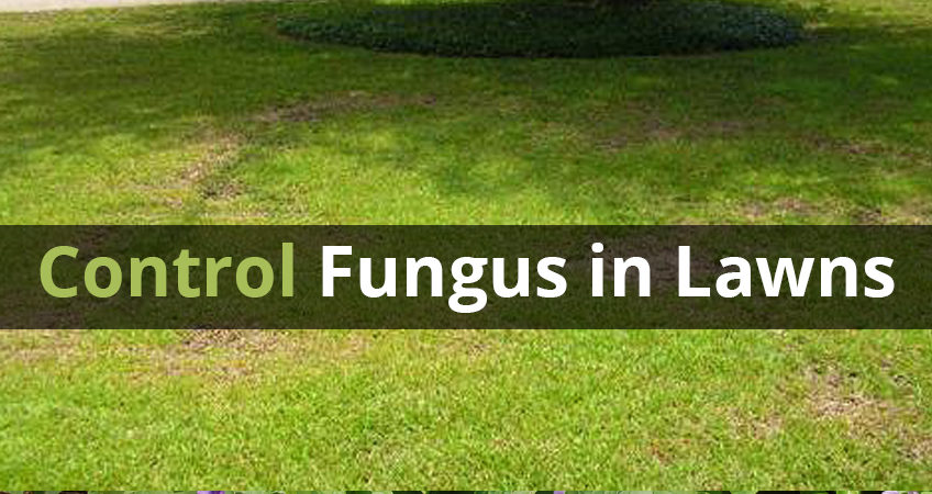 controlling lawn fungal diseases