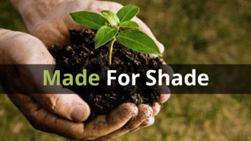 What You Can Grow In Shady Spaces
