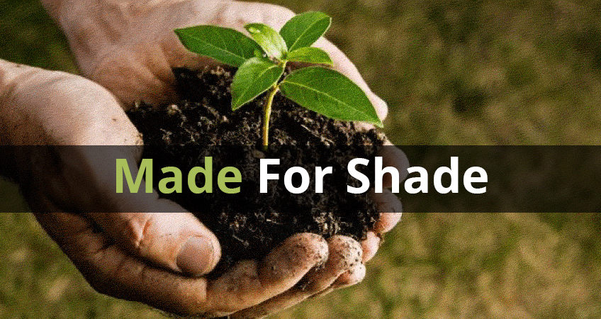 What You Can Grow In Shady Spaces