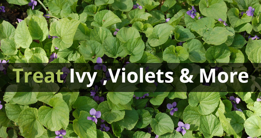 Ground Ivy Wild Strawberry Wild Violet