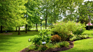 Lawn Tree and Shrub Care Services