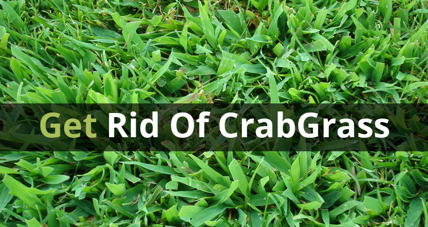 How to Get Rid of Crabgrass for Good