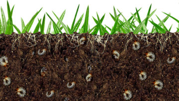 Spring Grub Control