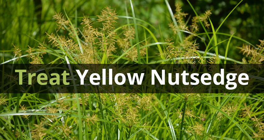 Treatment of Yellow Nutsedge