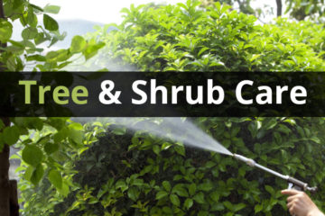Tree And Shrub Care