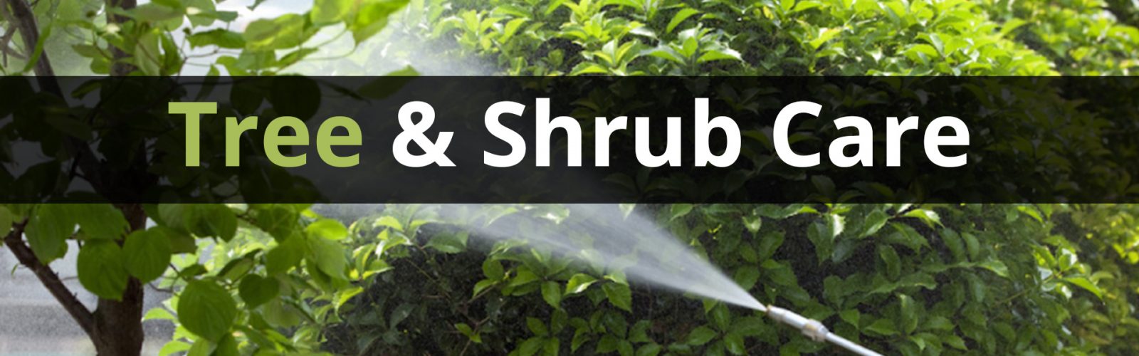 trett and shrub care