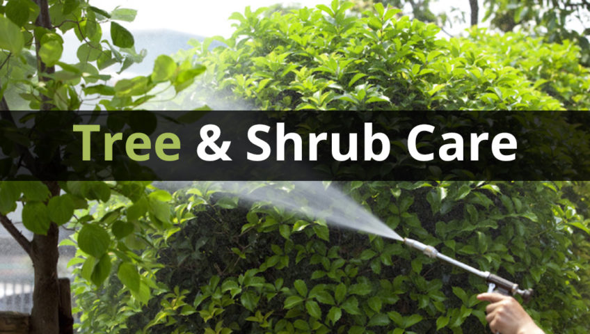 tree and shrub 10 Ways To Care For Your Shrubs This Fall