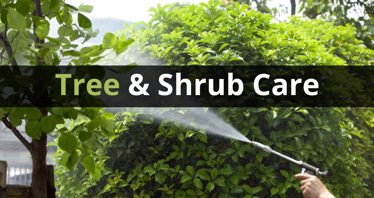 Shrub & tree care