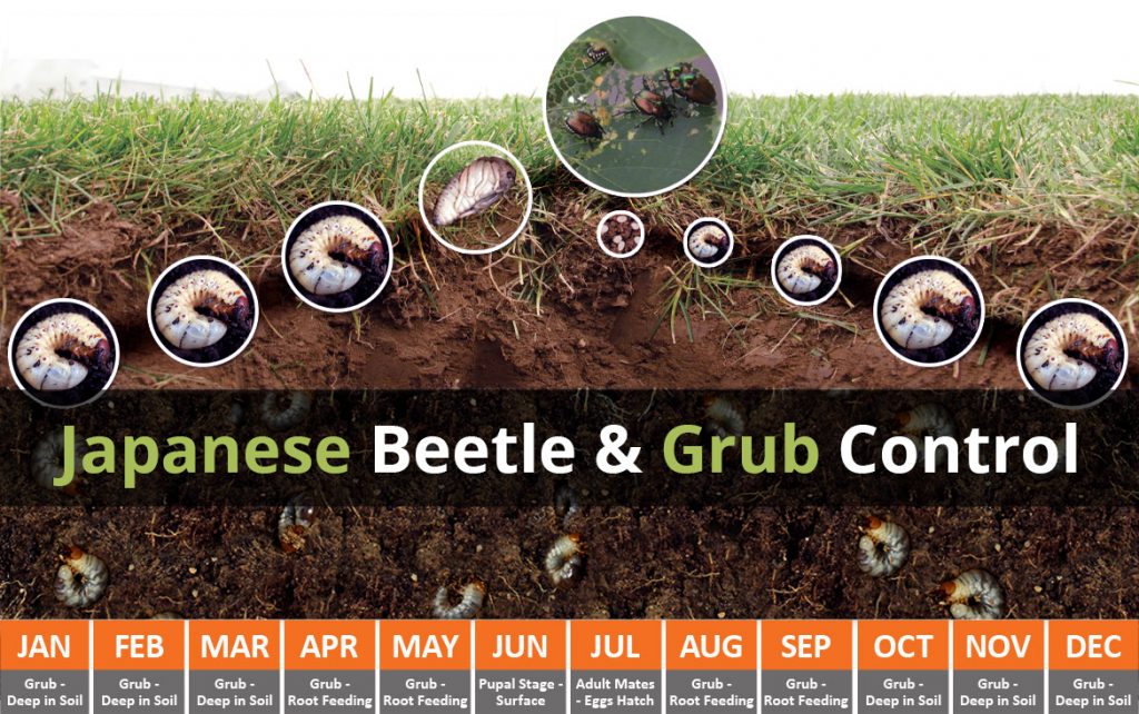 Japanese Beetle Grub Control Blue Grass Lawn Care Landscaping Service japanese-beetle-grub-control-blue-grass-lawn-care-landscaping-service