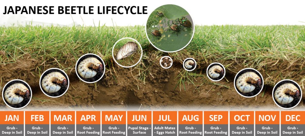 Japanese Beetle Grub Control