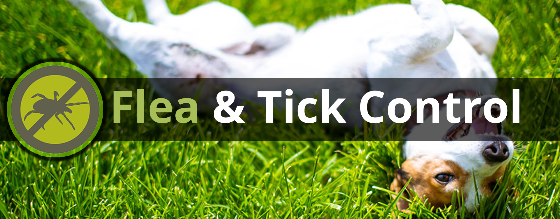 Flea Tick Control Lawn Yard