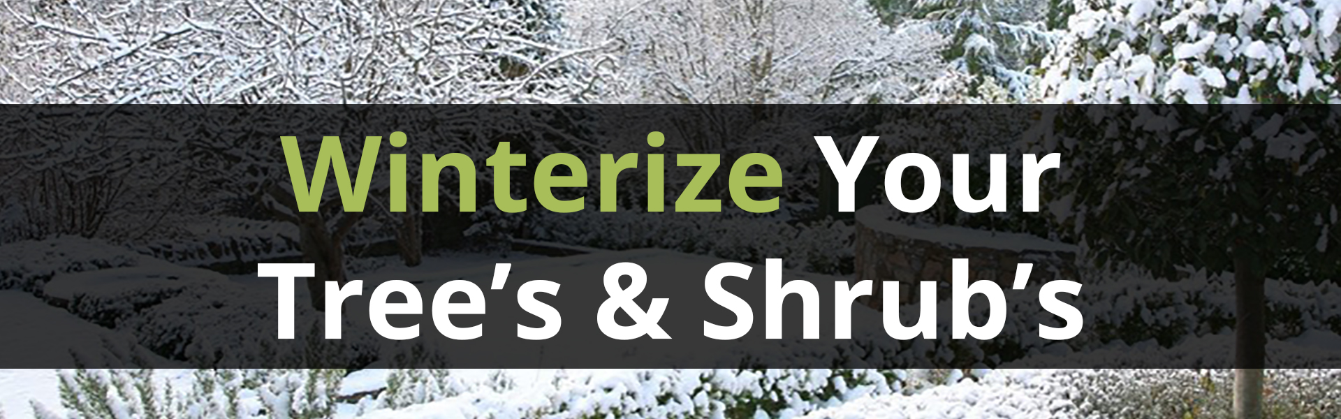 Winterize tree and shrub care Hero