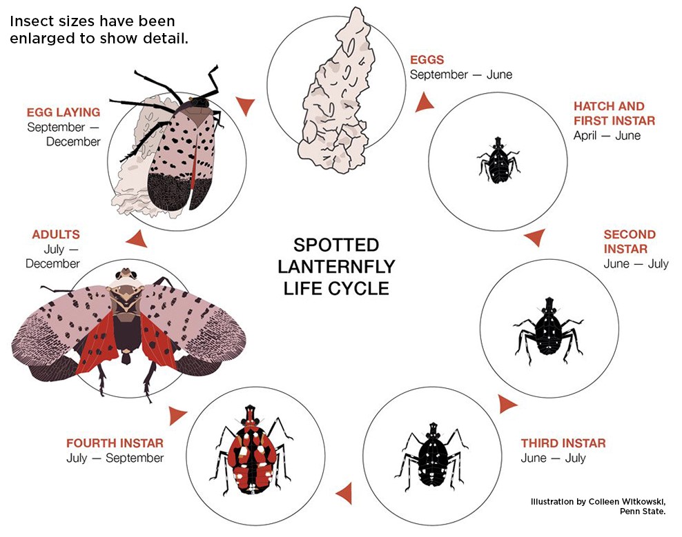 The Lifecycle of a Spotted Lanterfly