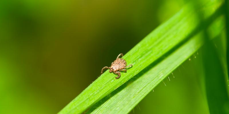 Ticks Hiding in Grass