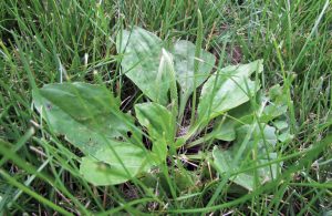 Getting rid of broadleef weeds