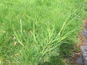 Getting rid of grassy weeds