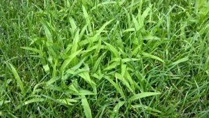 Getting rid of grass-like weeds in your yard