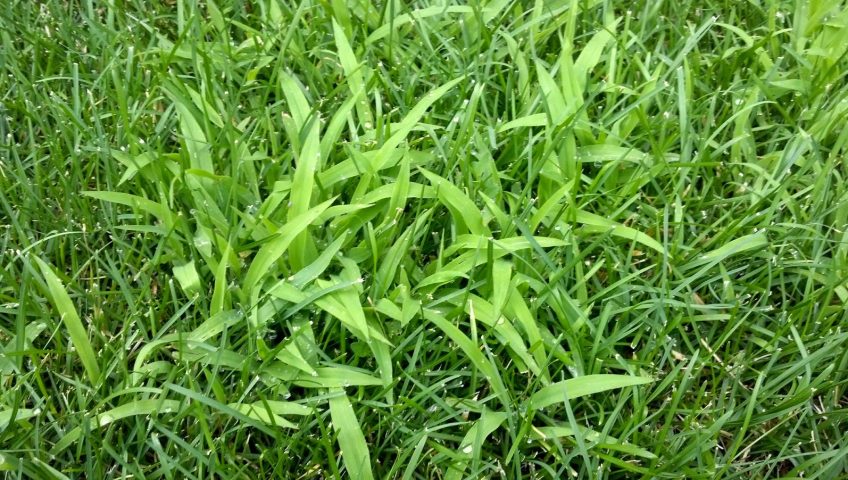 Getting rid of grass-like weeds in your yard