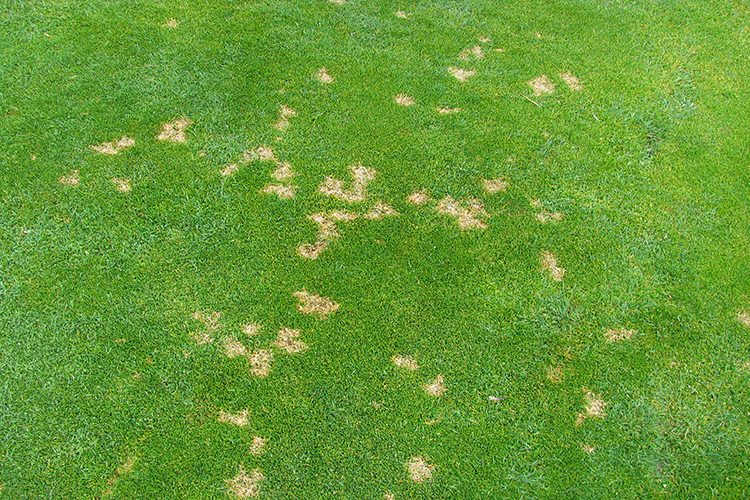 Dollar Spot Lawn Fungus