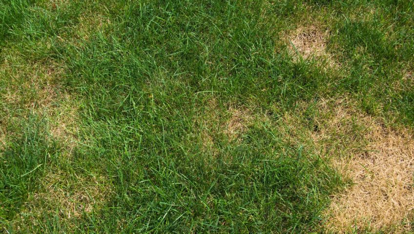 Prevent lawn fungus - Bluegrass Lawn Service