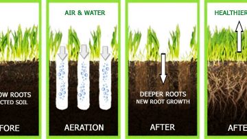 The Role of Lawn Aeration in Maintaining Healthy & Green Grass