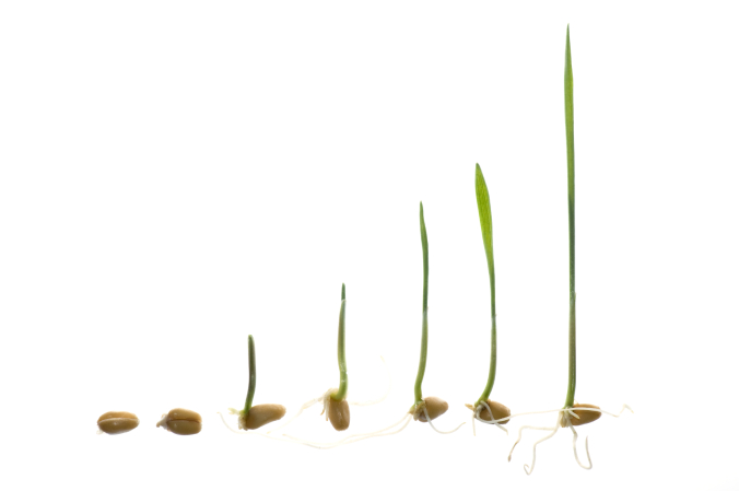 stages of grass seed germination