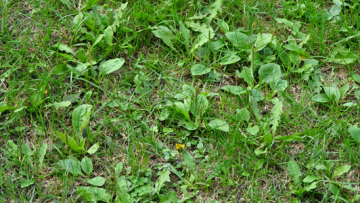 How to Control and Prevent Lawn Weeds