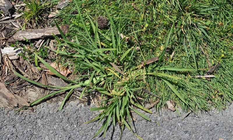 image of crabgrass