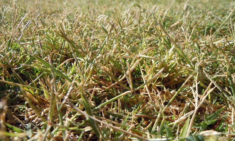 image of brown grass