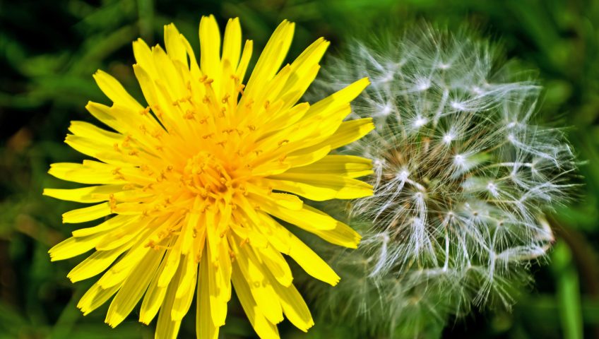 image of dandelions