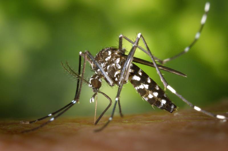 140921_mosquito_pexels