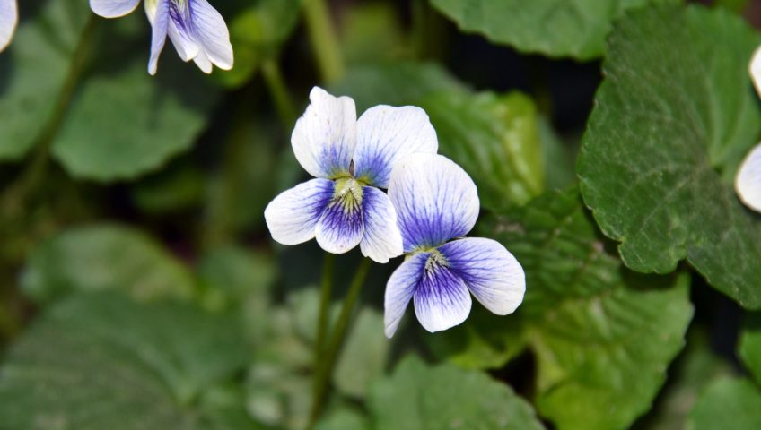 Image of wild violet flower