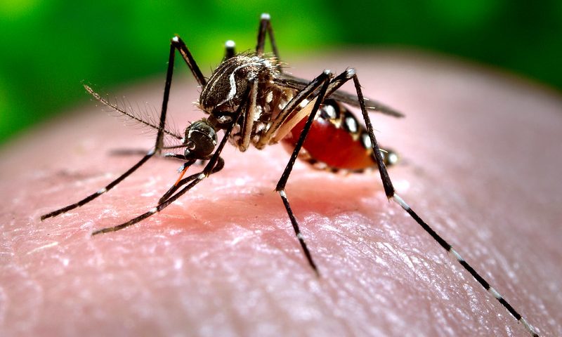 Image of mosquito on fingertip