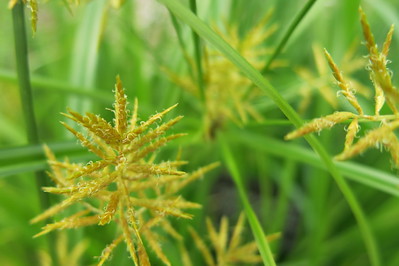 image of yellow nutsedge