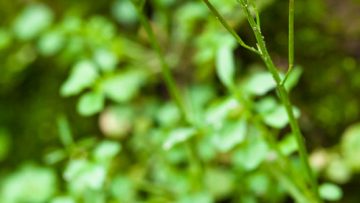 image of bittercress