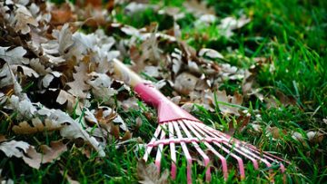 photo of rake laying in leaves
