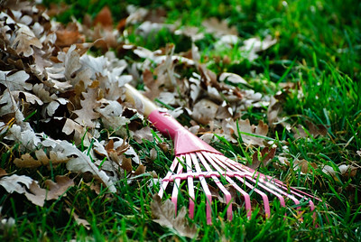 photo of rake laying in leaves